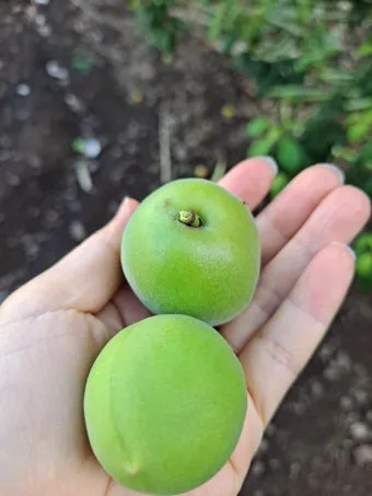 매실 수확 시기 매실장아찌 매실청 매실주 담그는 법_8