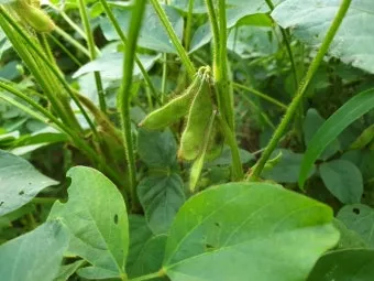 콩 재배 파종 깊이 잡초 억제 멀칭 가뭄 대비_8