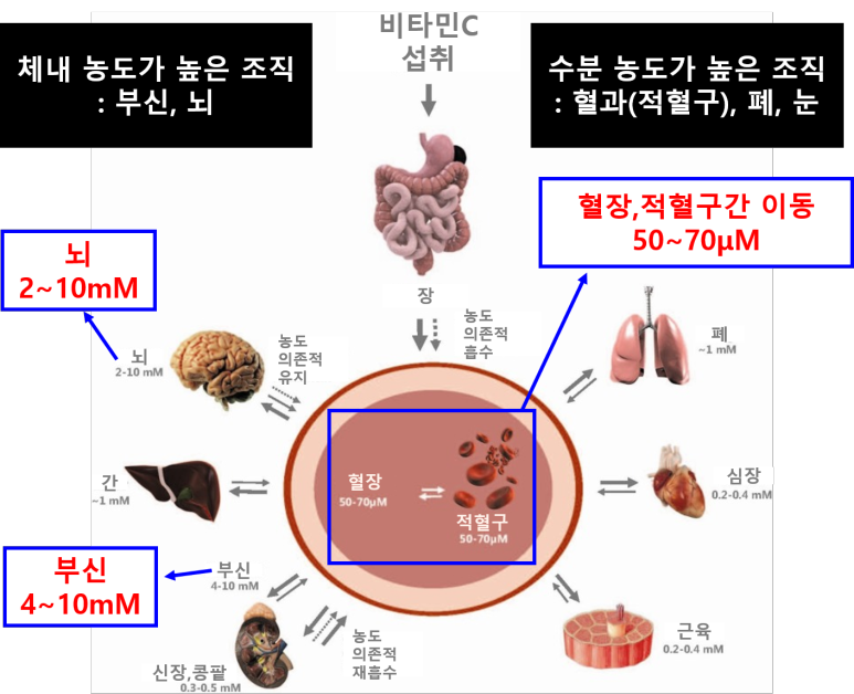 비타민C의 기관별 전달계통