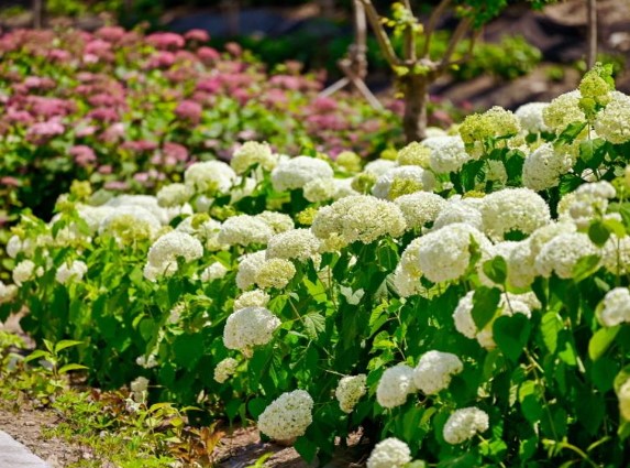 공주 수국 축제