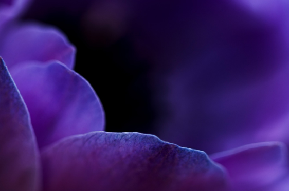 보라색이 주는 신비로움 속 다양한 예술 작품과 문화