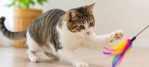 고양이 장난감 선택법과 효과적인 놀이 방법, 집사라면 알아두면 좋은 놀이 가이드