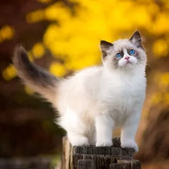 랙돌 고양이 유전병_9