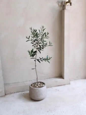 올리브 나무 키우는법 5가지 치명적 실수와 해결책 총정리를 안내_22