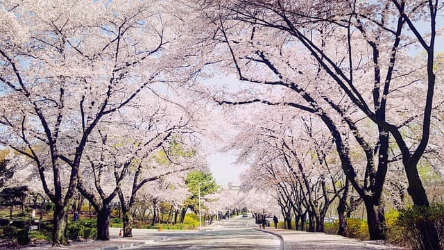 2025년 전국 벚꽃 명소 [경상도 편] 완벽 가이드