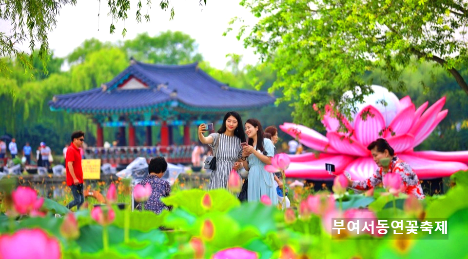 부여서동연꽃축제