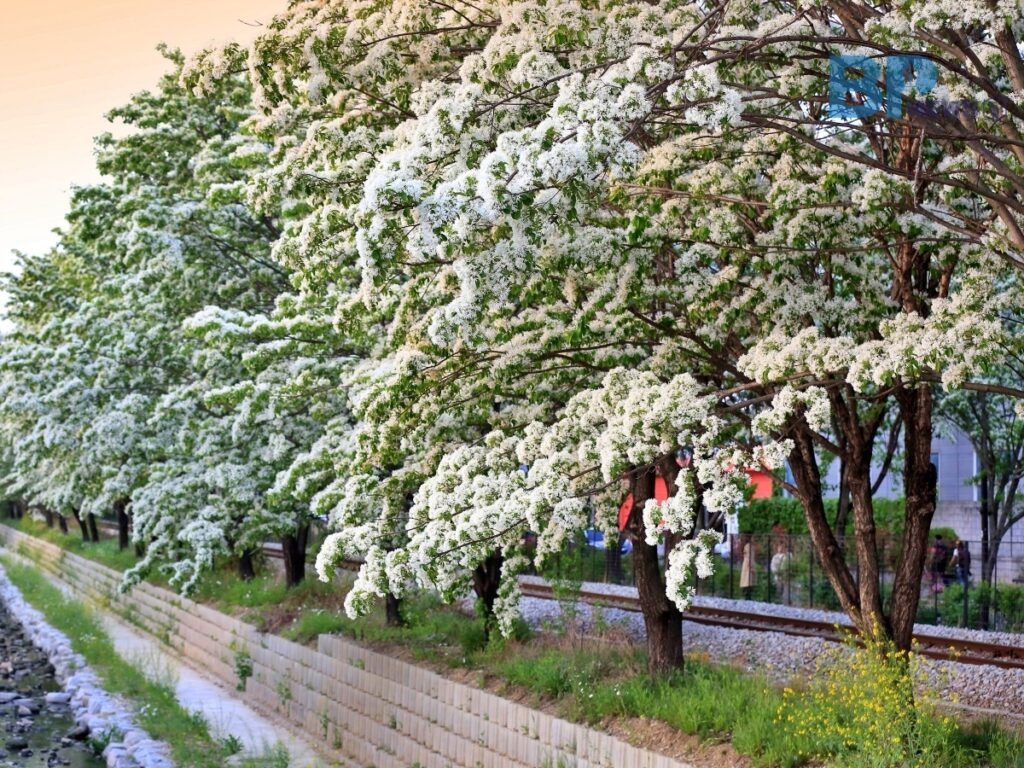 전주 팔복동 이팝나무 철길 개방! 레일 따라 걷는 감성 산책✨