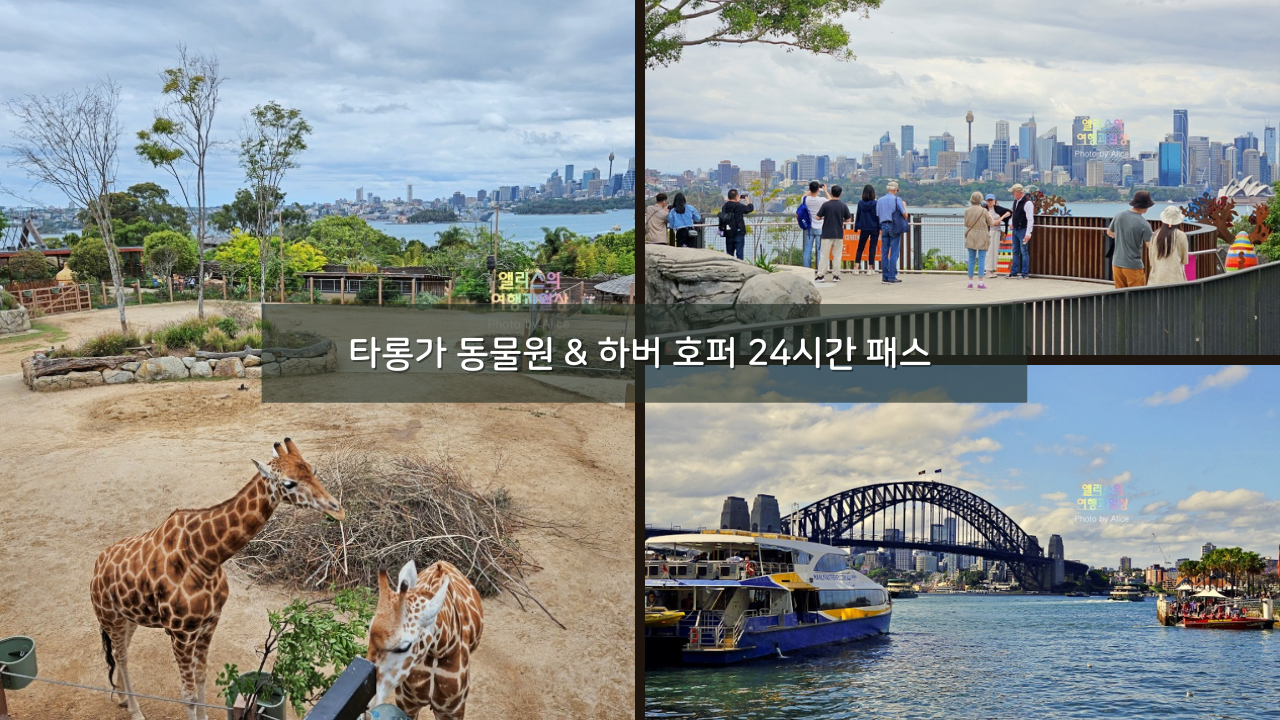 시드니 타롱가 동물원 할인이용 팁 & 하버 호퍼 24시간 이용후기