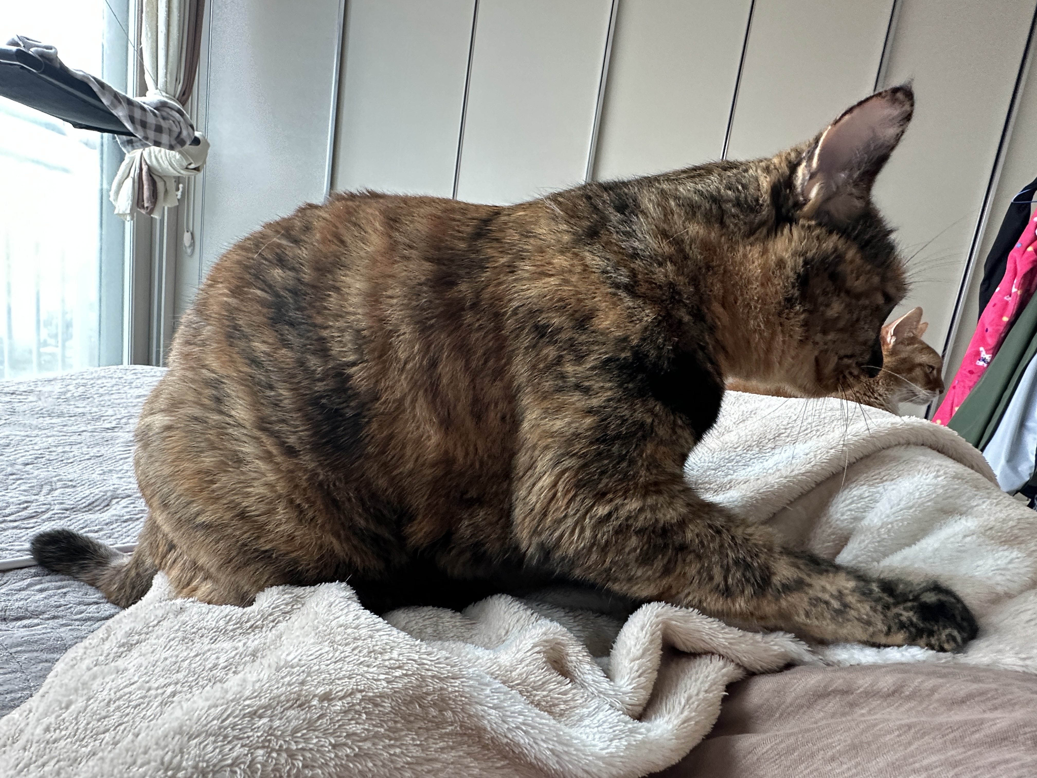 꾹꾹이하는_카오스_고양이_옆모습