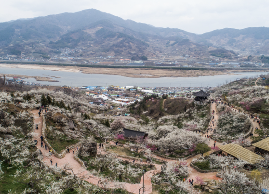 광양 매화축제