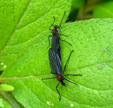 알트태그-잎사귀 위의 러브버그