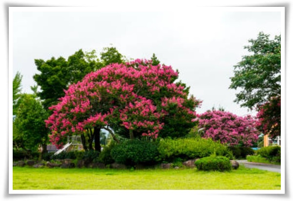 화초 "배롱나무" 한여름 100일 동안 피어나는 정원의 보석!