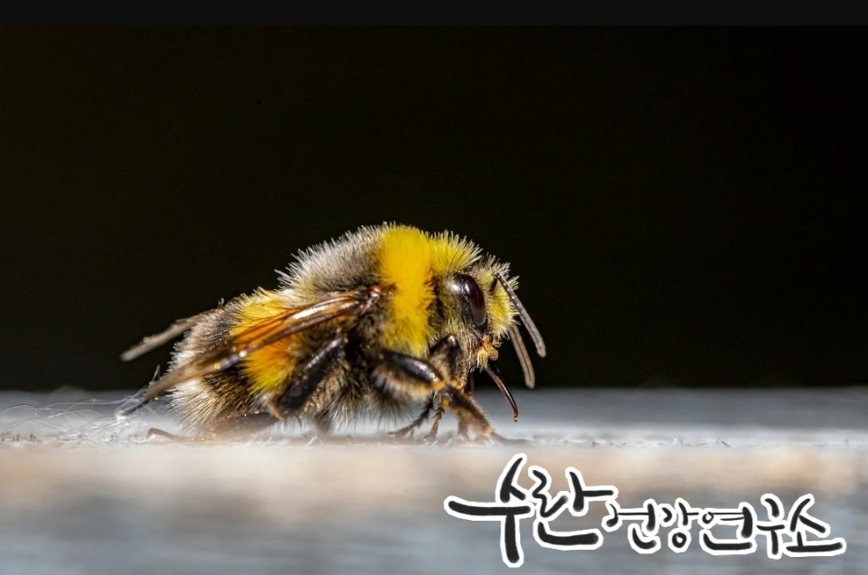 프로폴리스 필름형 원액12