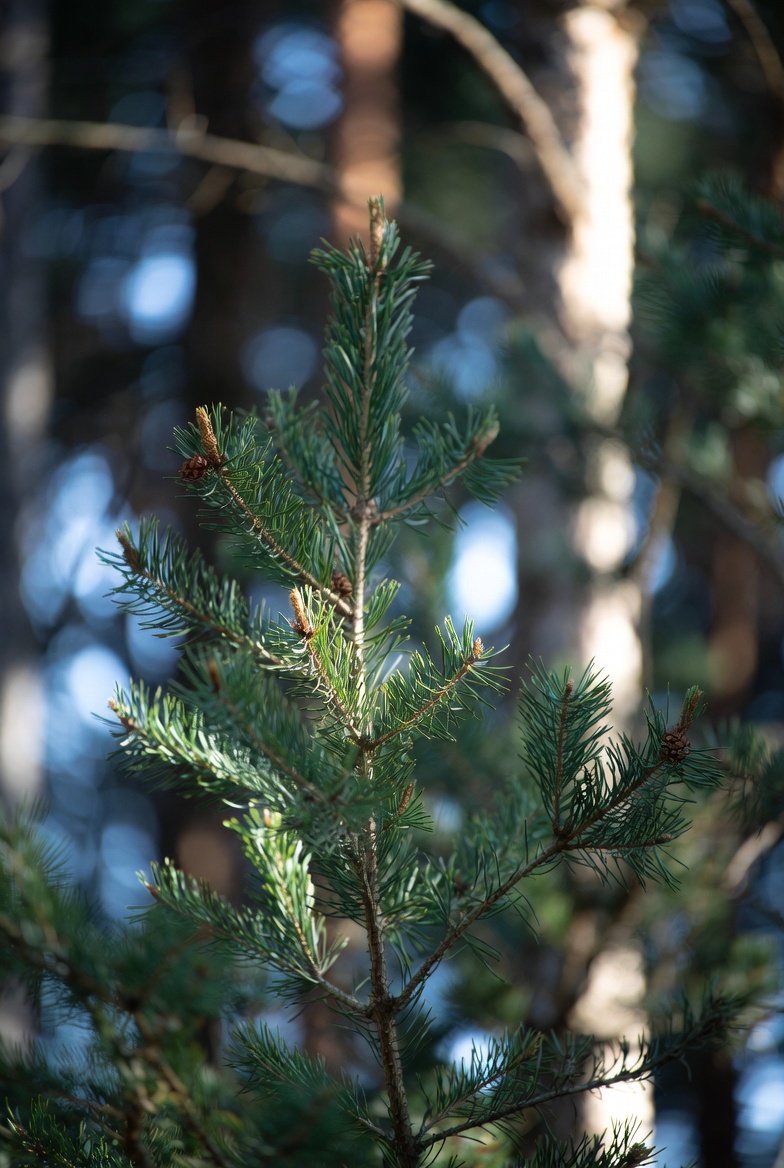 더파인 프리미엄 