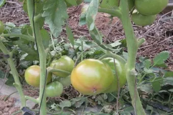 토마토 재배 지지대 설치 적심 유인 관리_9