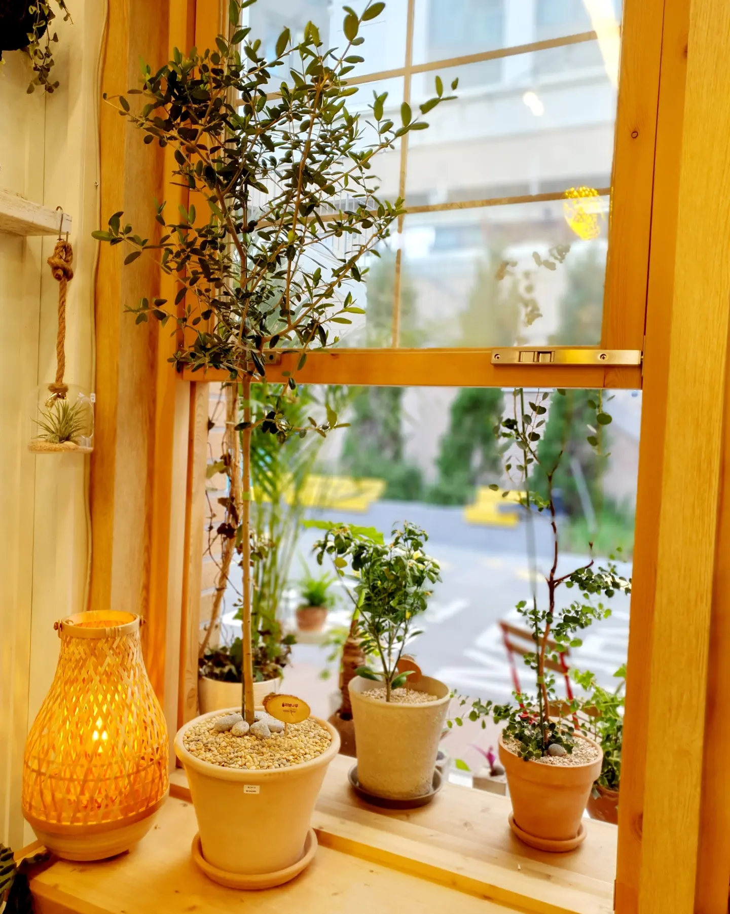 olive tree
