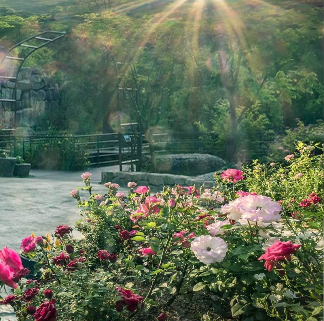 화담숲 모노레일