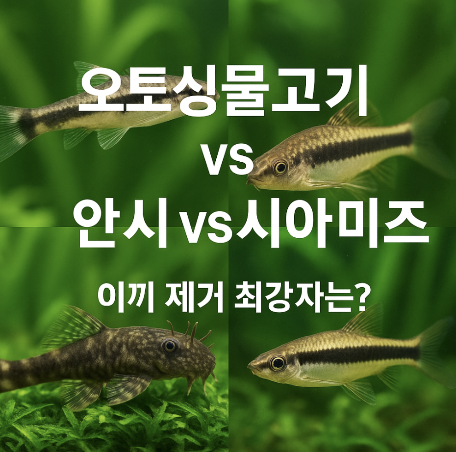 오토싱물고기 vs 안시 vs 시아미즈, 이끼 제거 최강자는?