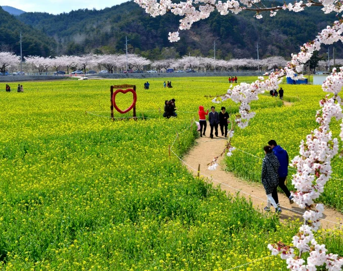 삼척 맹방 유채꽃 축제 프로그램&amp;#44; 주차장 및 교통 총정리(+주변 관광 명소)