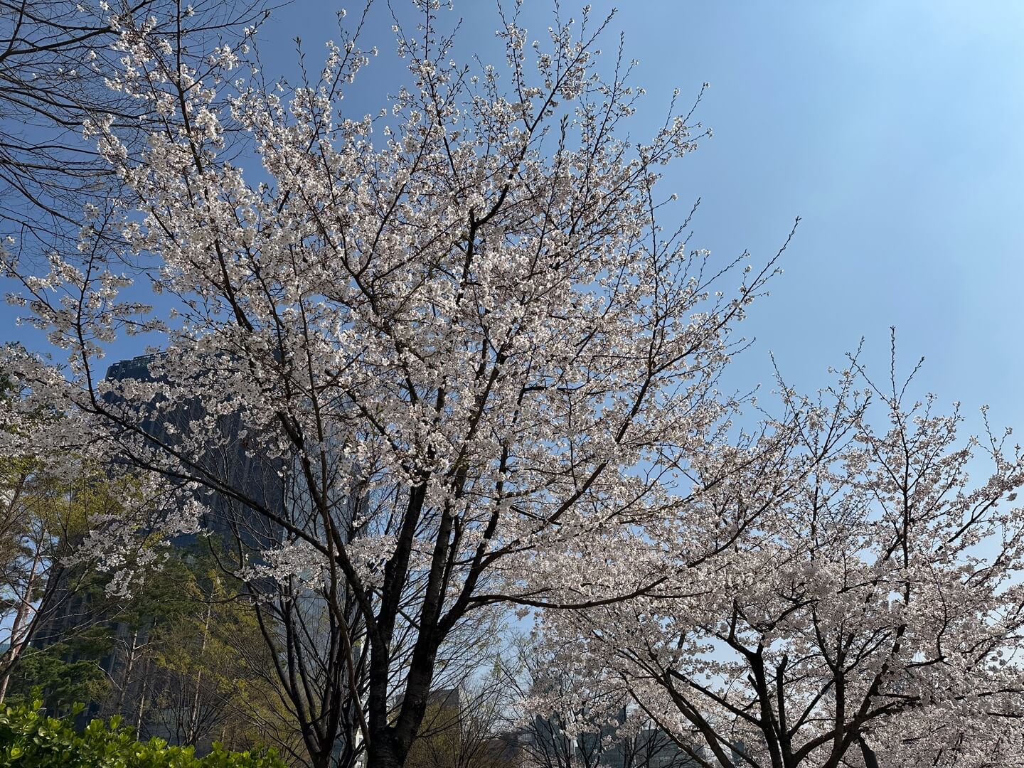 석촌호수 벚꽃 실시간