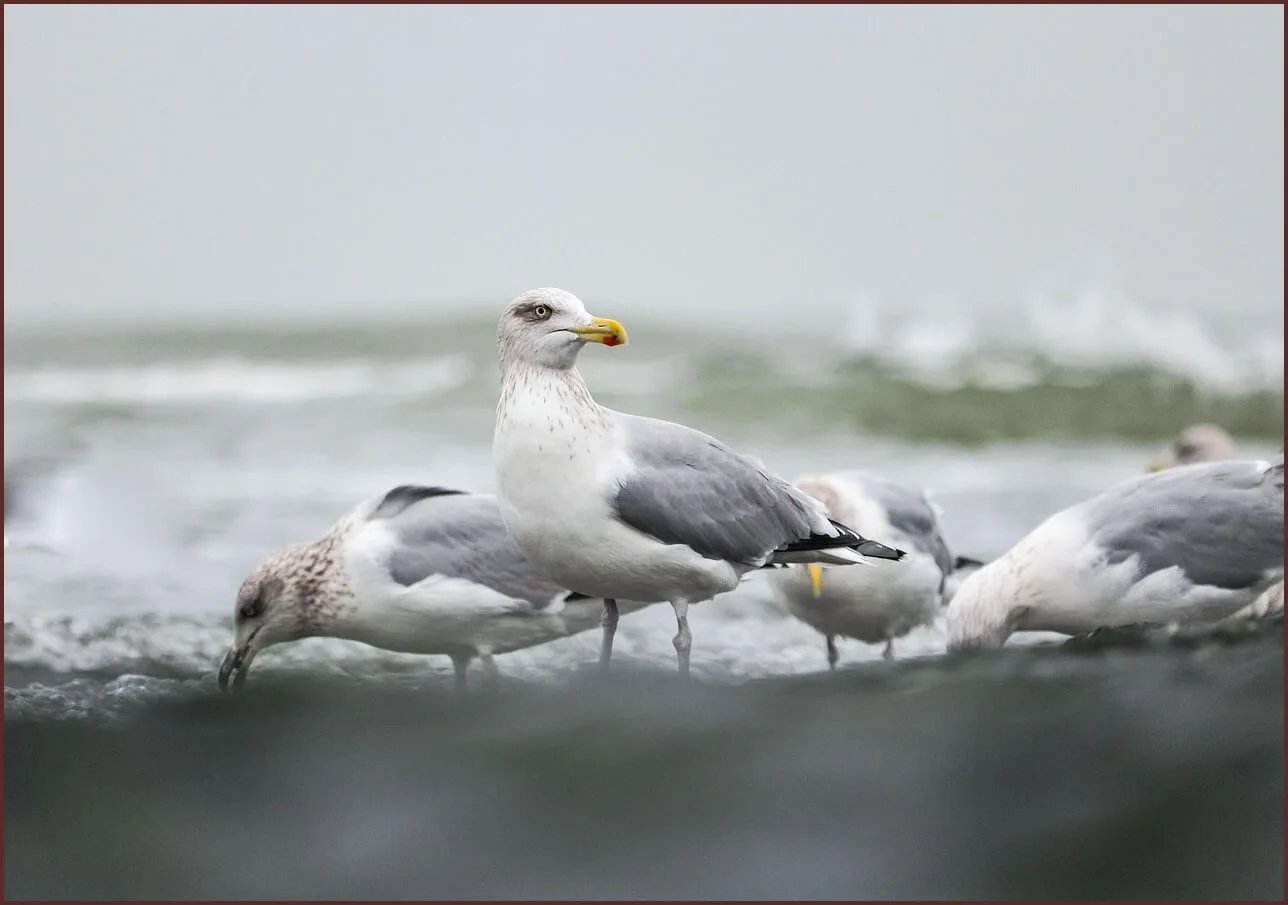 저축은행 정기예금 금리비교
