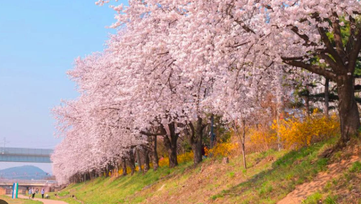 수원화성 벚꽃 사진