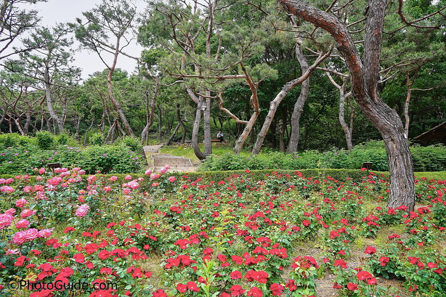 계양산장미원