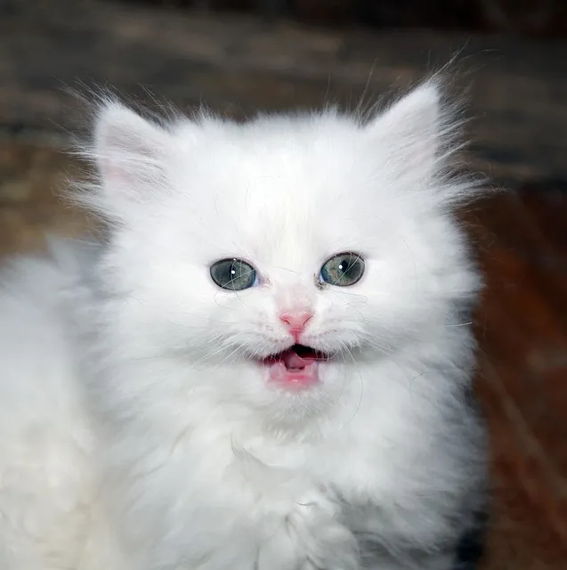 페르시안 고양이 유전병_4