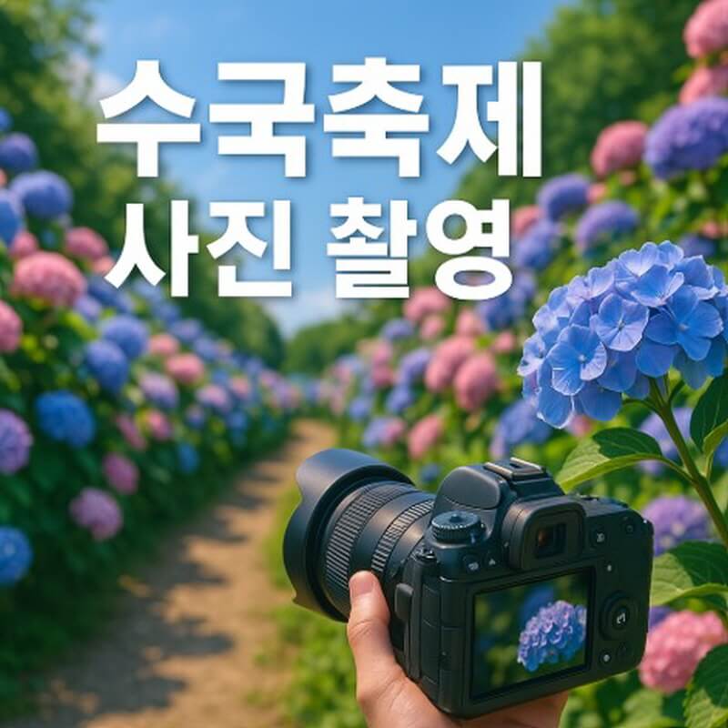 수국축제 사진 촬영 팁 (시간대, 렌즈활용, 조명 연출법) 관련사진