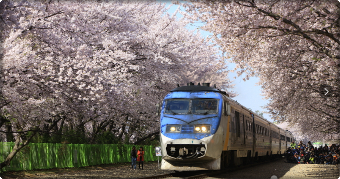 진해 여좌천 & 경화역 벚꽃