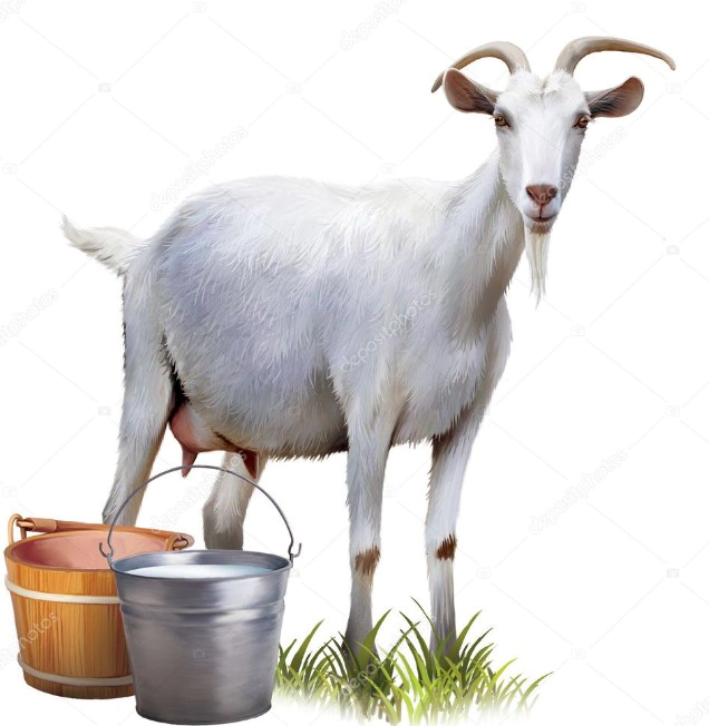 산양유 관절단백질 중요성