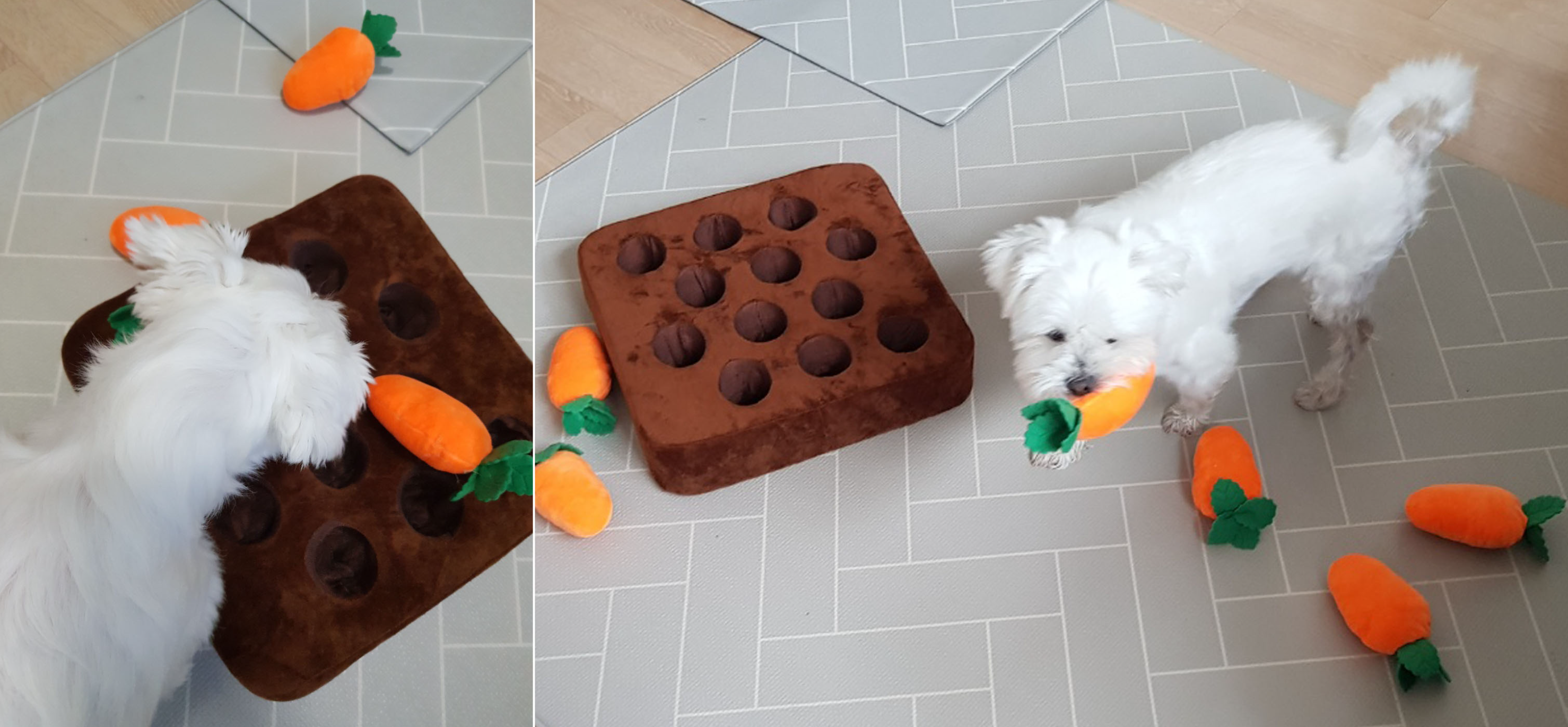 노즈워크하는 강아지