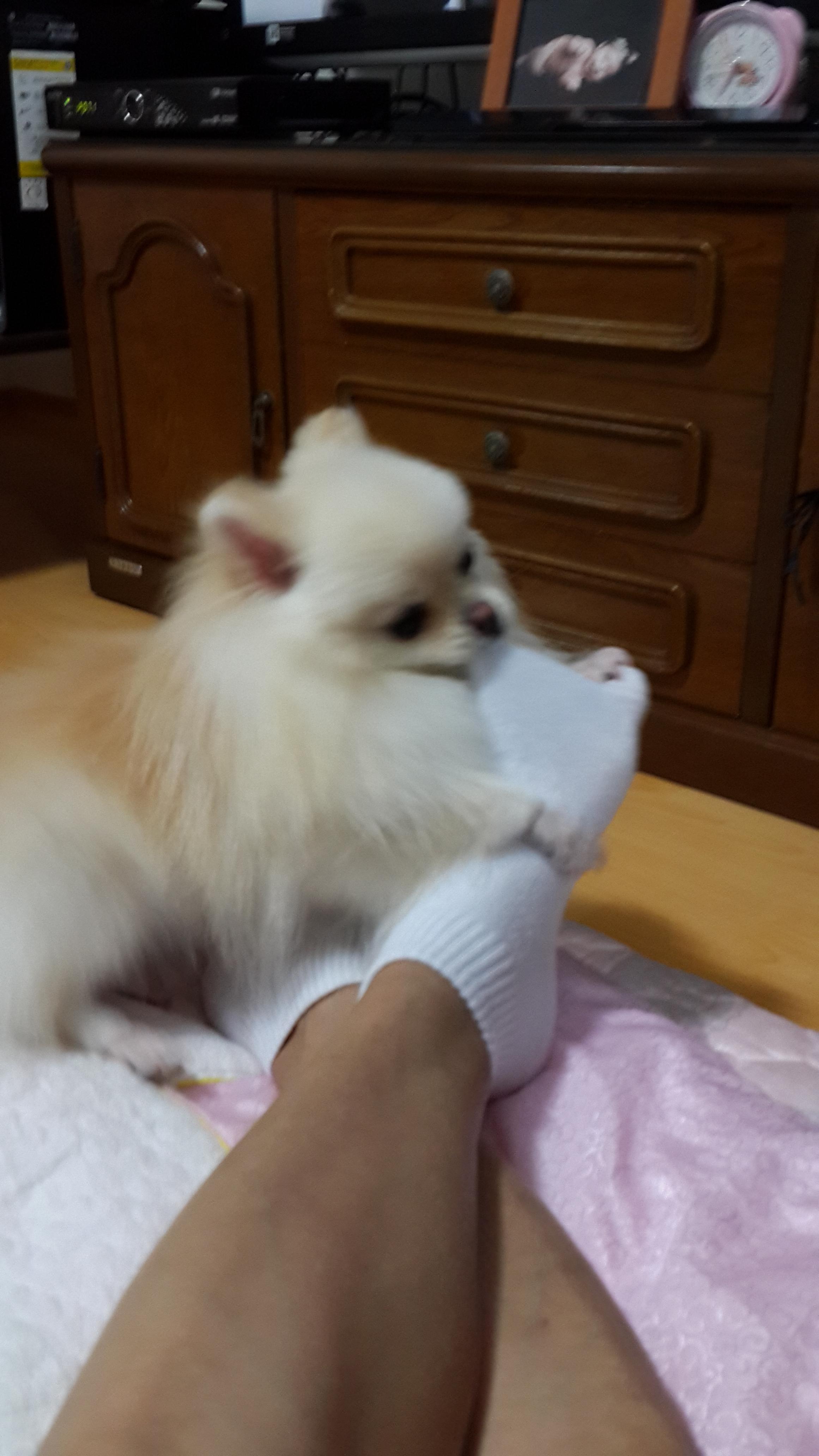 강아지가 싫어하는 행동 : 싫어하는 행동 23가지