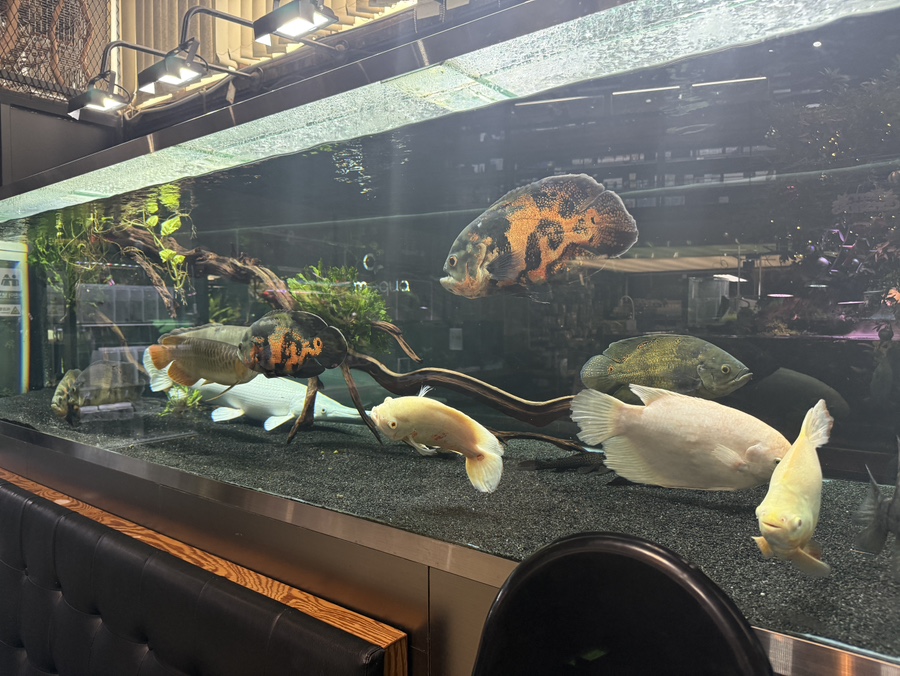 천안 신방동 수족관카페 팀아쿠아 대형 물고기 수족관