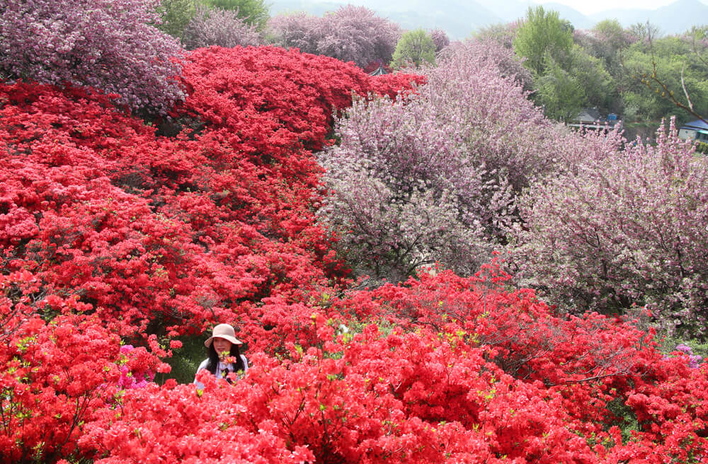  겹벚꽃만개-전주시청 출저 