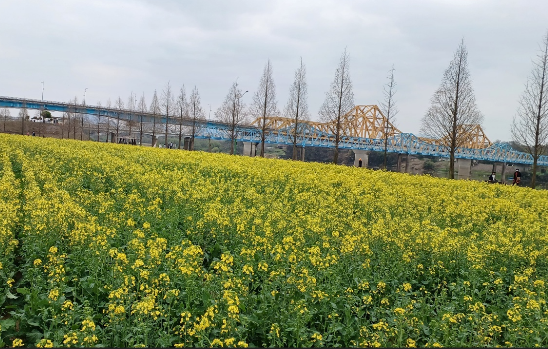 남지 유채밭1