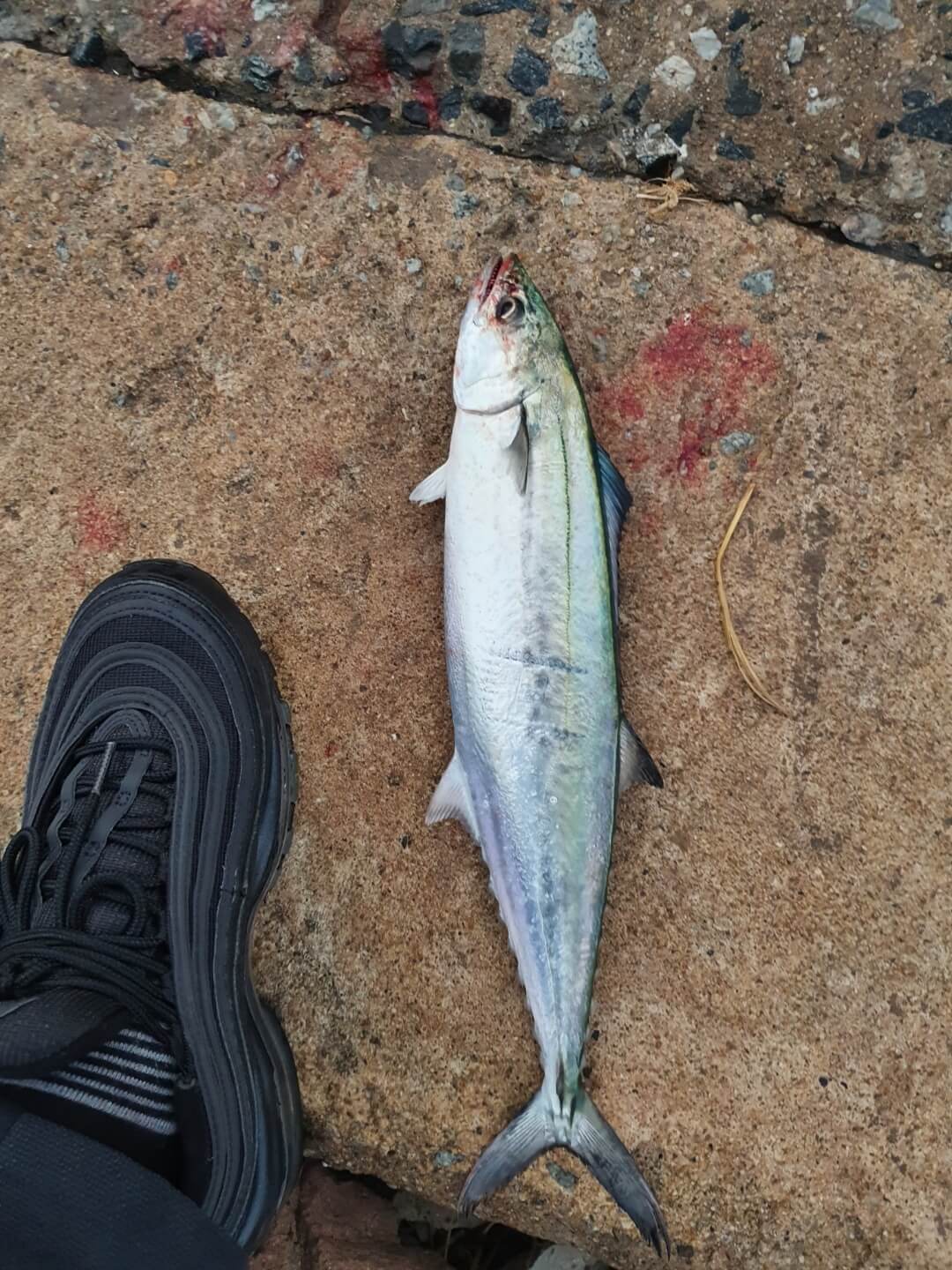 약30센치미터크기의-삼치잡은장면