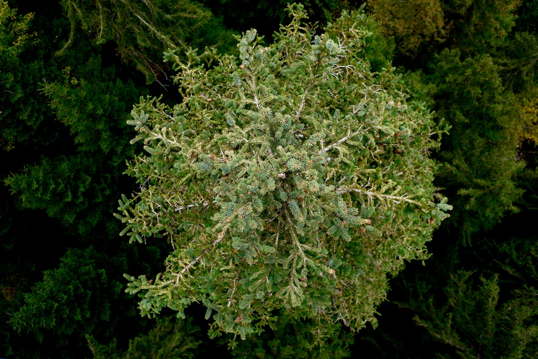 Boswellia