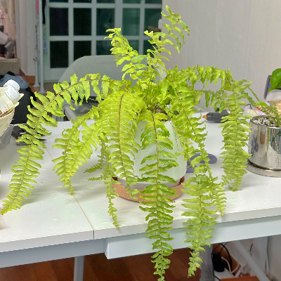 무늬 보스톤고사리