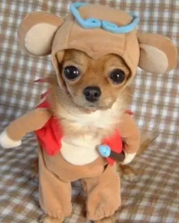 유기동물보호소 입양 비용