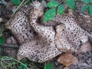 능이버섯 효능 총정리