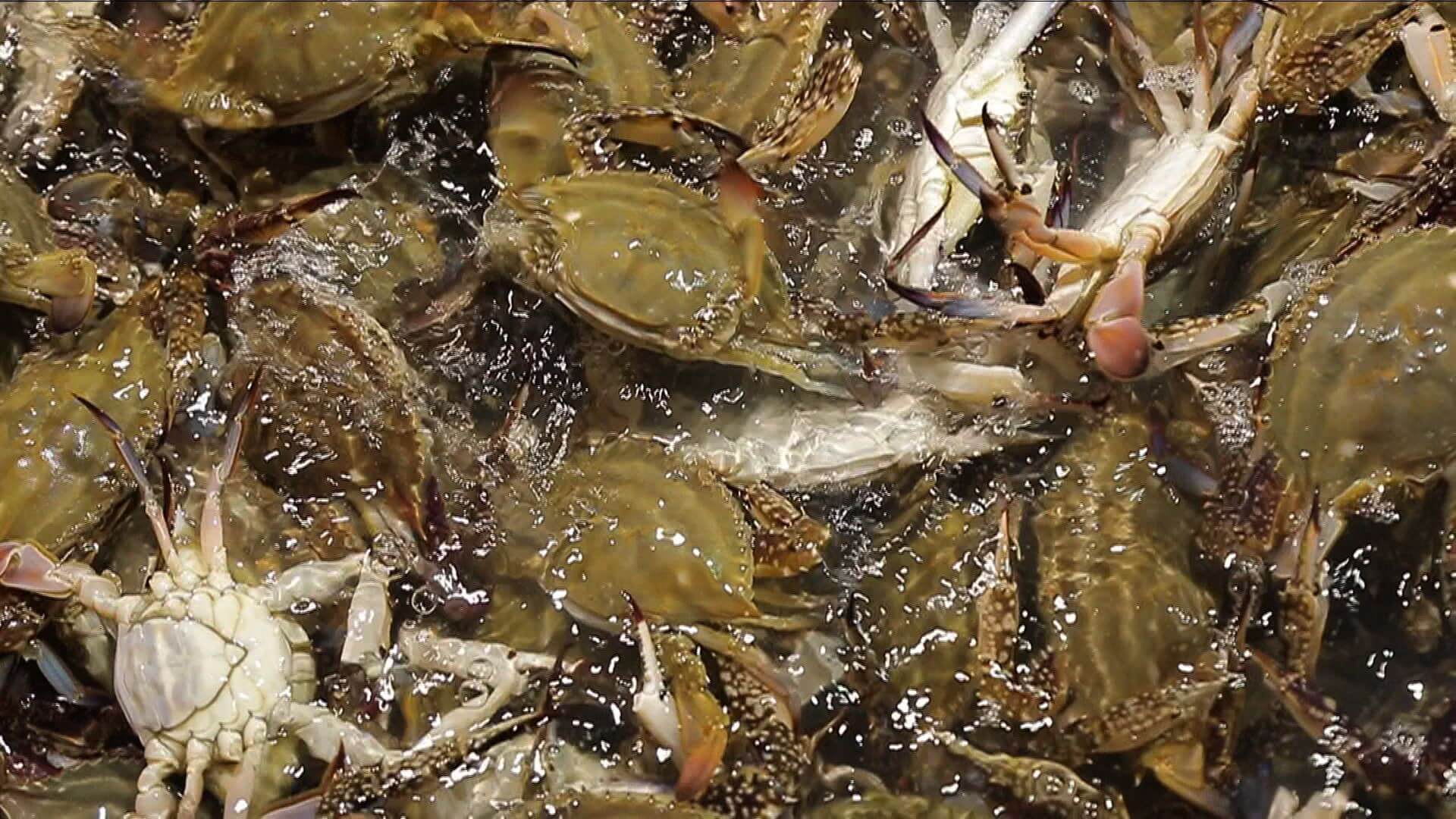 극한직업 진도 꽃게 택배 주문하기 