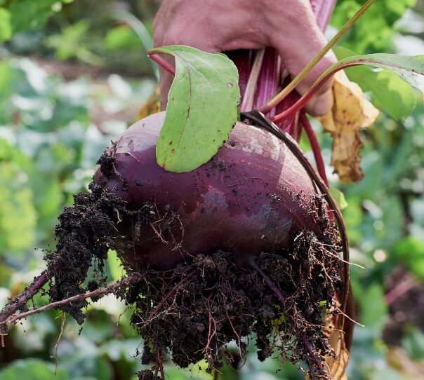 beet