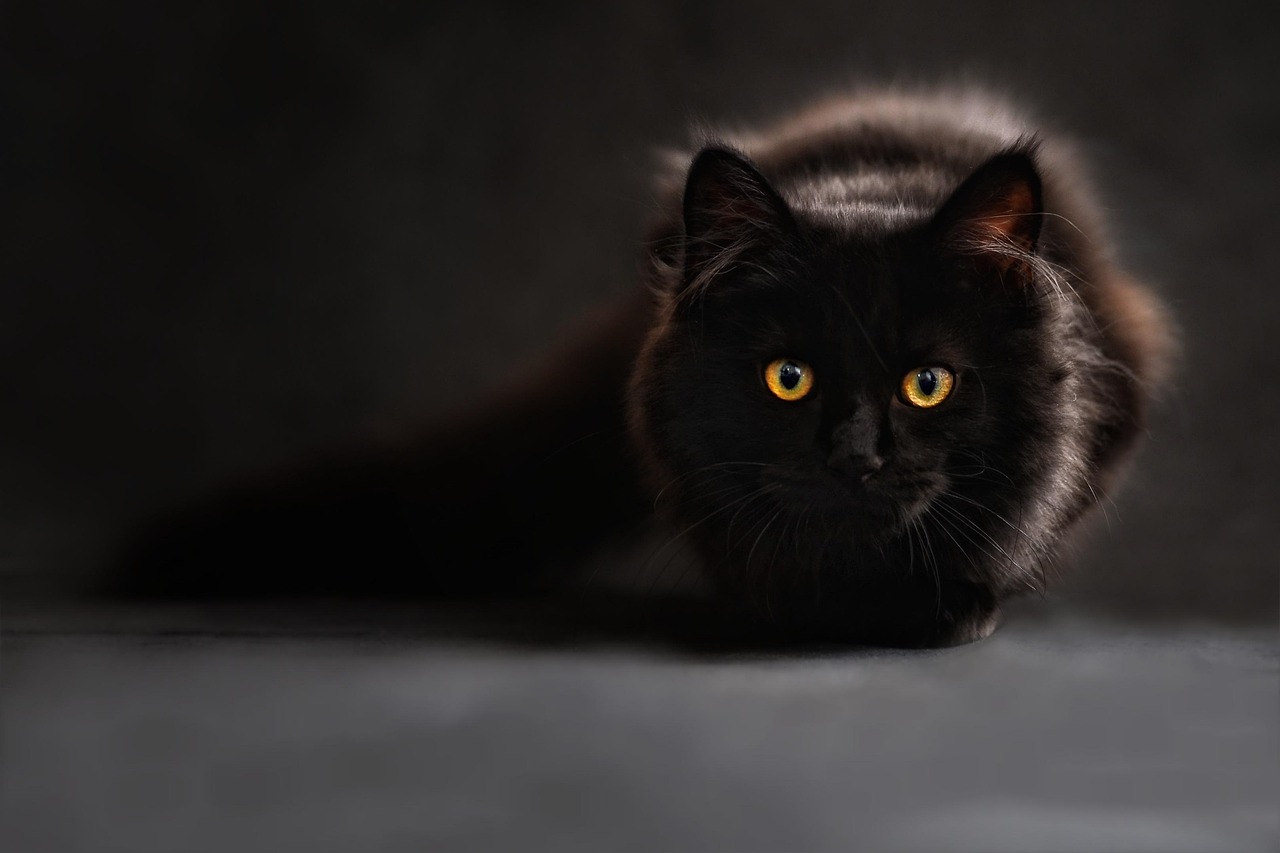 냥냥이