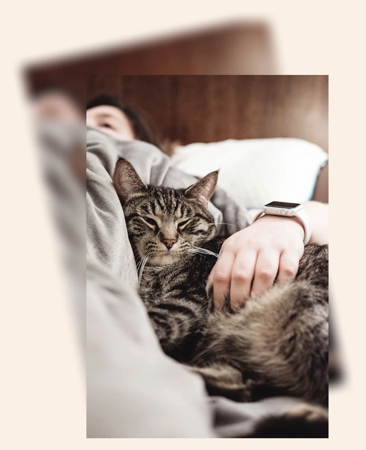 고양이 털갈이 관리_1_subsection