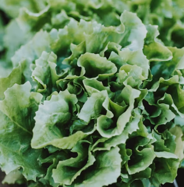 배추 효능 부작용 칼로리