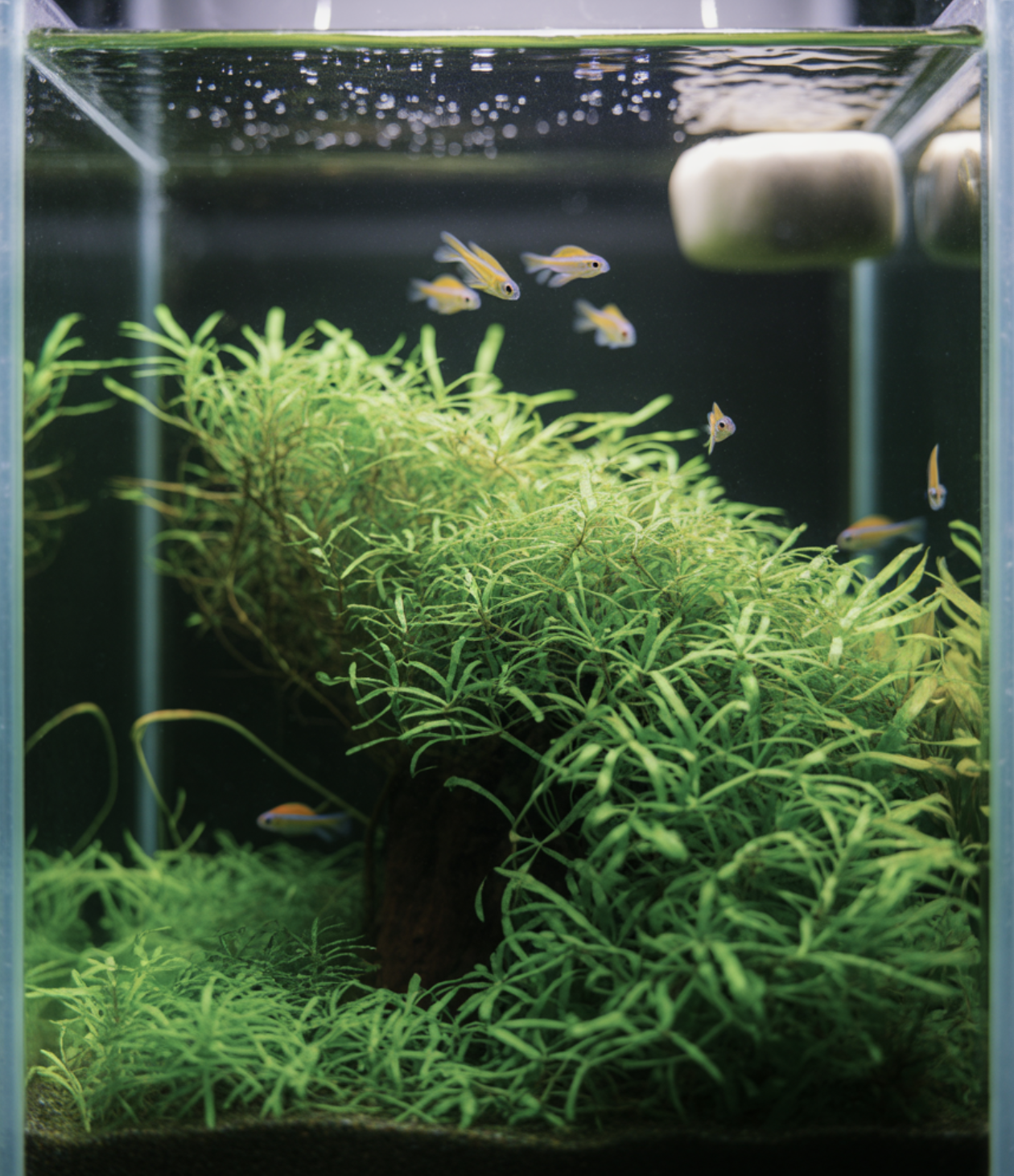 수초계의 국민 아이템&amp;#44; 하지만 까다롭다?