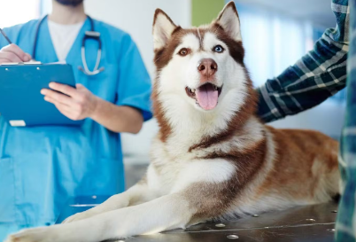 진찰중인 강아지