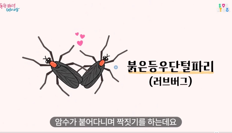 러브버그 익충 이유