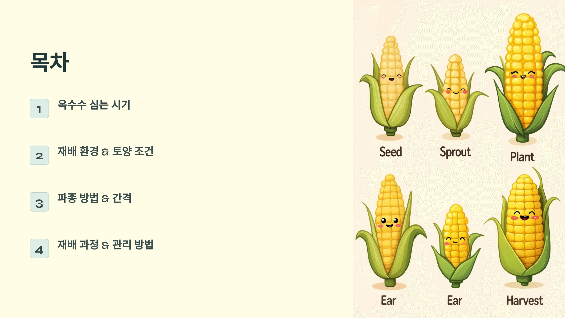 옥수수 사진입니다.